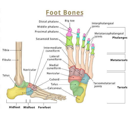 Foot & Ankle